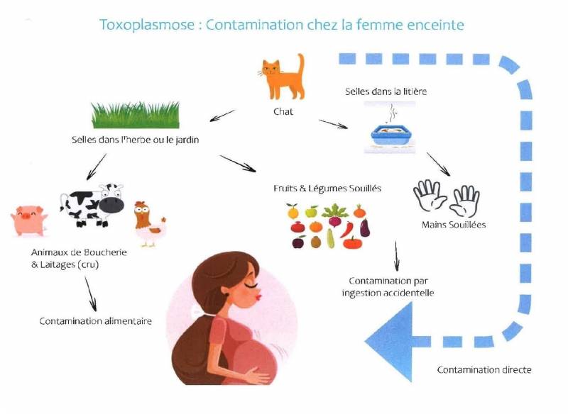 risque de la toxoplasmose lors de la grossesse chez la femme enceinte et le fœtus a Bayonne